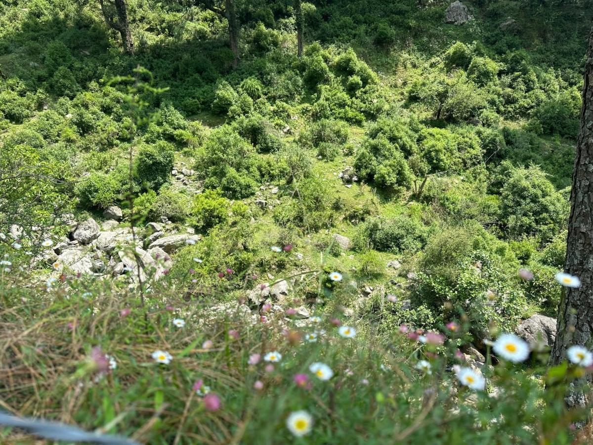 Deodar Village Homestay Devalsari Мусори Екстериор снимка